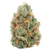 Master Jack 14G - Jack Herer
