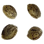 Automatic Ganja - Auto Gorilla Grape Femilized Seeds - Indica - 4 Pack
