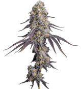 Rainbow Zkittlez 7g Dried Flower