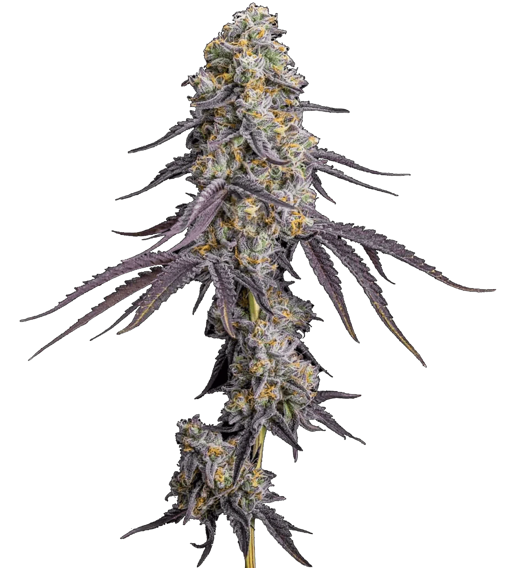 Partake Cannabis Inc. - Rainbow Zkittlez 7g Dried Flower Main Image