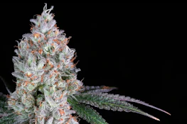 Simply Bare BC Organic Mandarin Zktz 28g Dried Flower