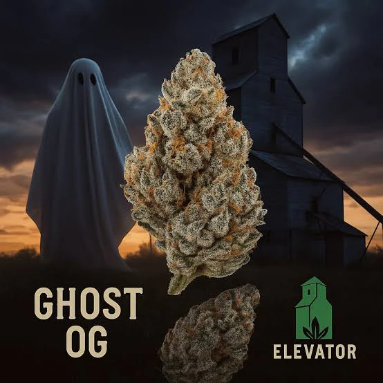 Weed Pool - Elevator - Ghost OG - 14g Main Image