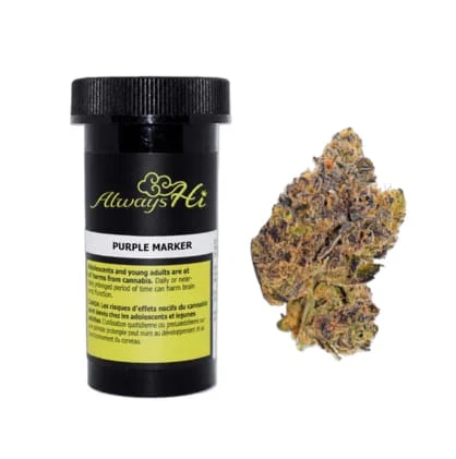 Always Hi - Purple Marker 7G Main Image