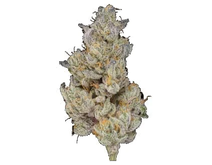 PARTAKE - Rainbow Zkittlez  3.5g Dried Flower Main Image