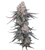 Punch Mints Minis  7g Dried Flower