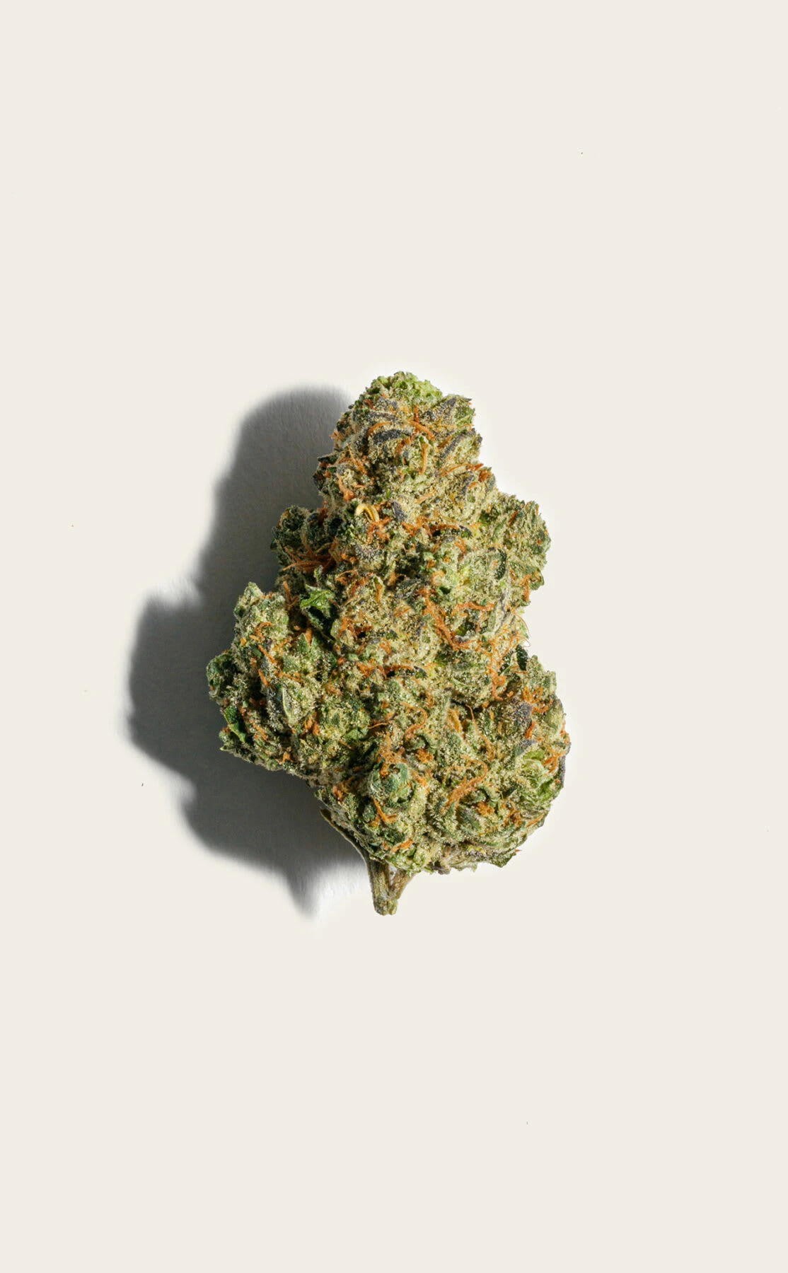 Pure Sunfarms - Day Tripper - Sensi Star x (Medicine Man X Master Kush) 28g Main Image