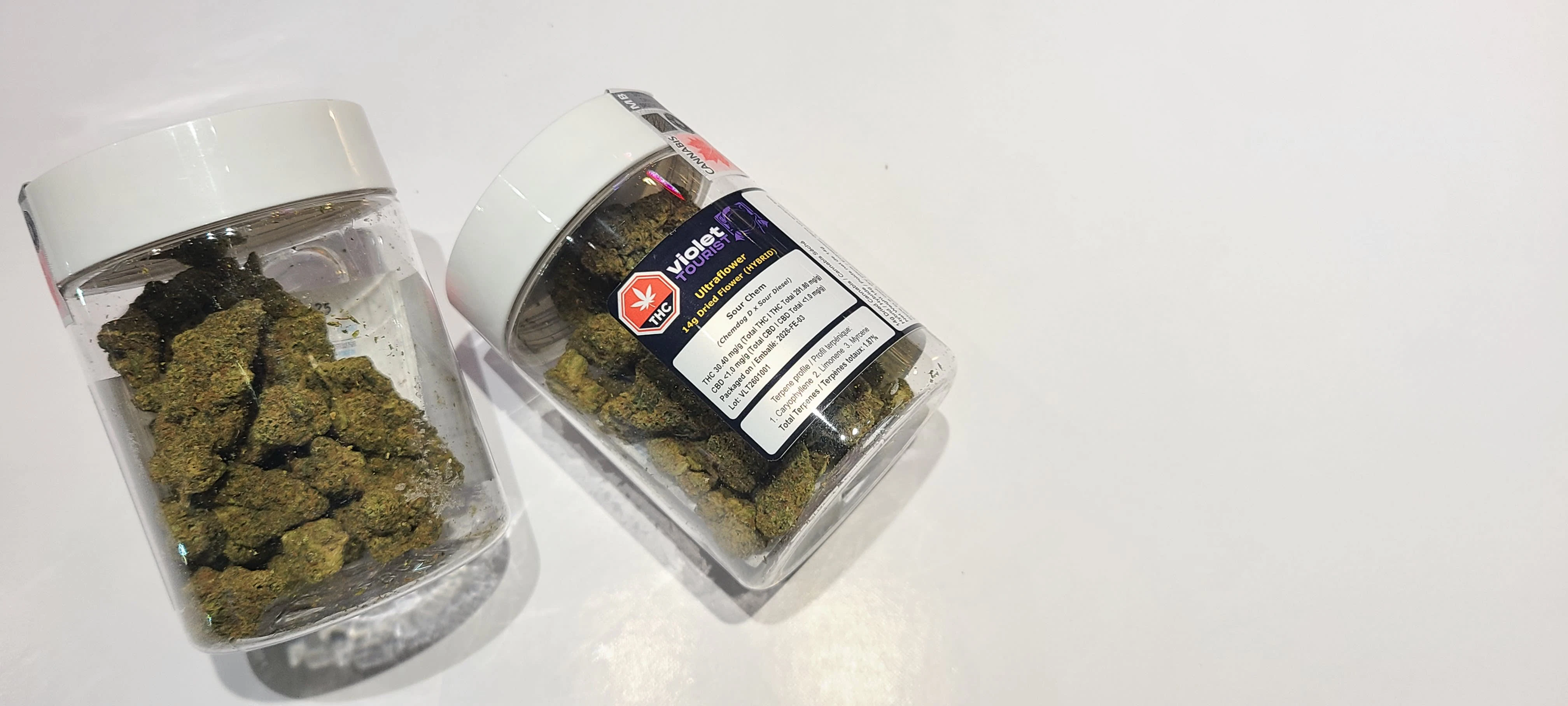 Violet Tourist - ULTRA FLOWER 14G Main Image