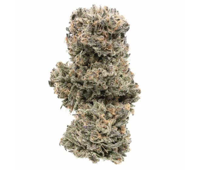 Fort 20 Farms - Fort 20 Farms - Great White Shark LTO (3.5g) Main Image