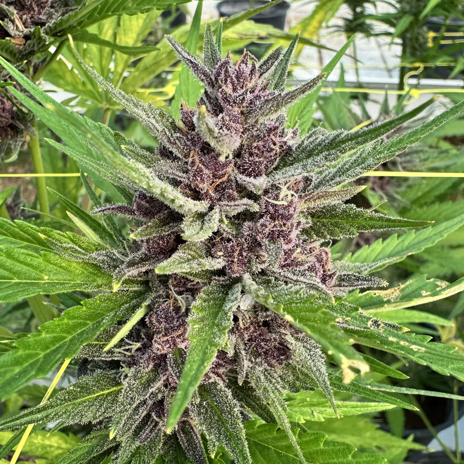 COMMON GROUND - Purple Gas Ready-to-Roll  (7g Milled) - Common Ground Main Image