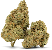 Mango Tangi - 3.5g Flower