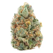 Rainbow Mist 7g Dried Flower