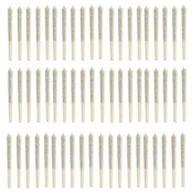 BANGTAIL PRE-ROLLS - 60 x 0.5g