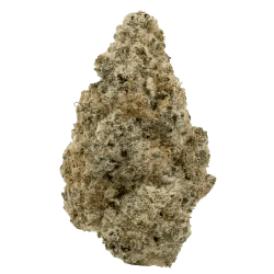Stoned - Orangutan TT's (14g) - Stoned Main Image