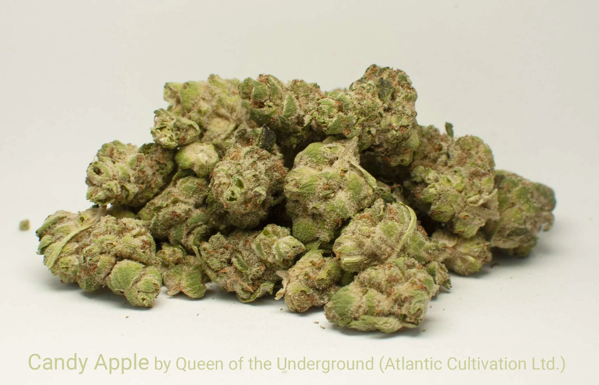 QUEEN OF THE UNDERGROUND - Candy Apple (7g) - Queen of the Underground Main Image