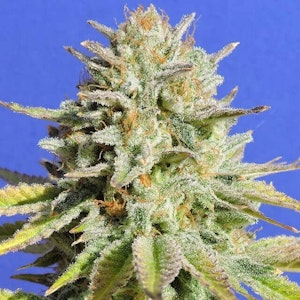 Robinsons Cannabis Inc - GG #4