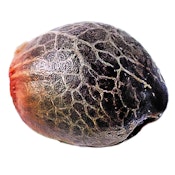 Magic Melon Seeds Autoflower - 5 Pack Seeds