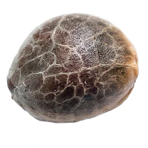 34 Street Seed Co. - 34 Street Seed Co. - Triple Scoop Seeds Hybrid - 5 Pack