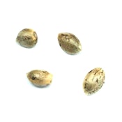 Pristine - Headband Seeds Indica - 4 Pack
