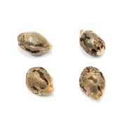 Pristine - Lillooet Landrace Seeds Indica - 4 Pack