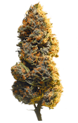 Wappa | 1g