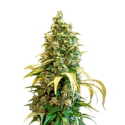 Acapulco Gold Feminized Seeds 5 Pack Seeds