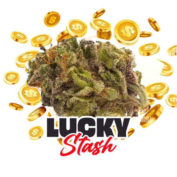Kief Cannabis Company - LUCKY STASH SATIVA Main Image