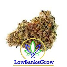 Lowbanks Grow - Cherry Bomb Gelato 3.5g Dried Flower Main Image