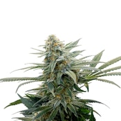 Bubba Cheese Seeds - 5 pack