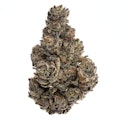 White Truffle 3.5g Dried Flower