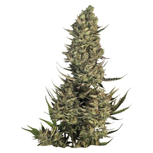 Bag Seed Co - Bag Seed Co | Blue Dream Seeds | 5 Seeds