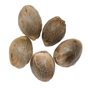 Weathered Islands Craft Cannabis - Weathered Islands - Sugar Diesel Seeds