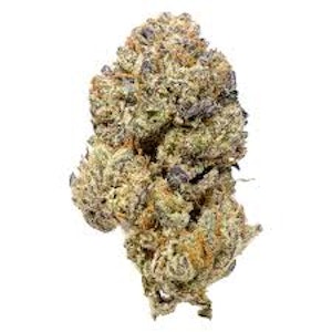 Pistol And Paris - ROCKSTAR