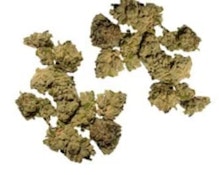 APPLES AND GAS - 28g