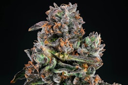 Grandi Guava 3.5g Dried Flower